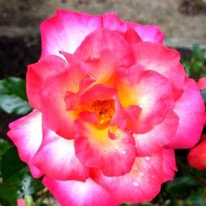 Meet your Posher, Neilly